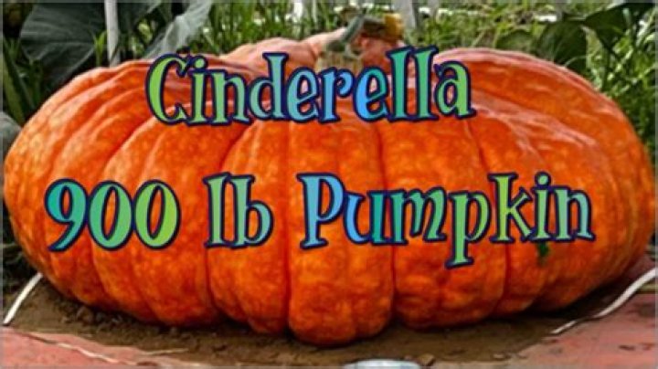 Are Cinderella pumpkins good eating? – Celebrity