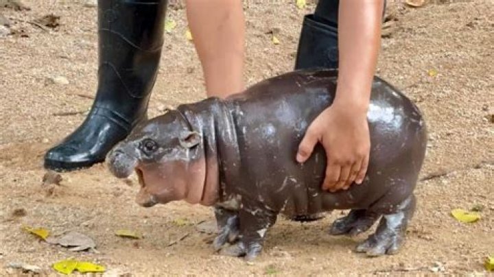 Are hippos bulletproof? – Celebrity