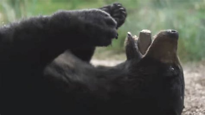 Could there be a sequel to ‘Cocaine Bear?’