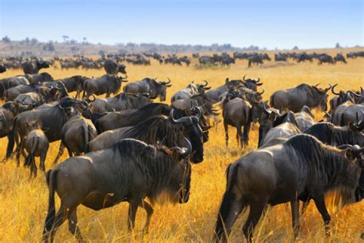 Do cloud antelopes exist? – Celebrity