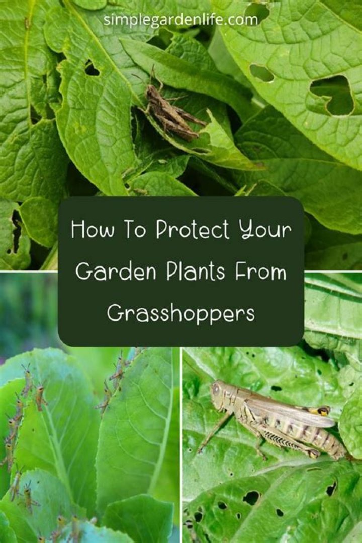 Do grasshoppers protect ants? – Celebrity