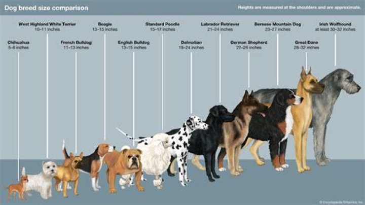 What breed of dog is Hooch? – Celebrity