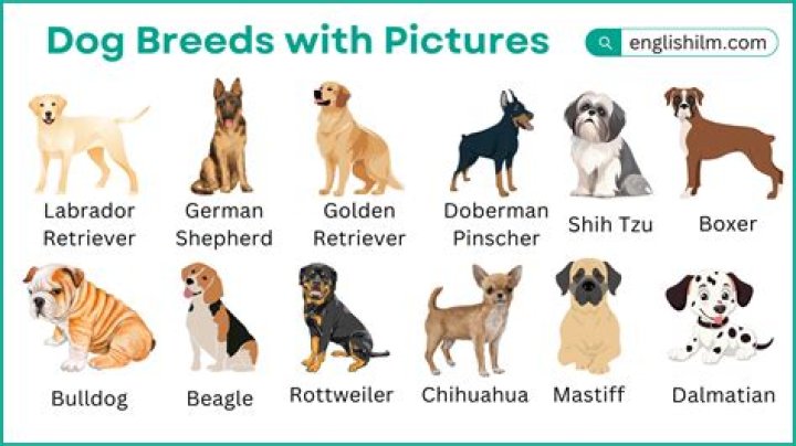 What dog breed is Brutus? – Celebrity