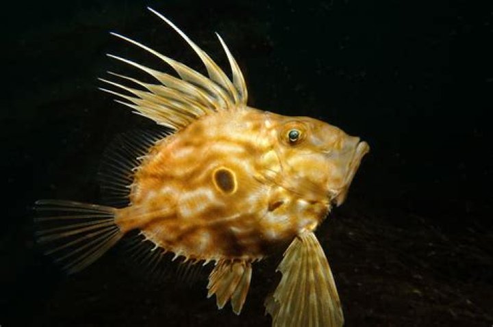What is the name of Dory fish? – Celebrity
