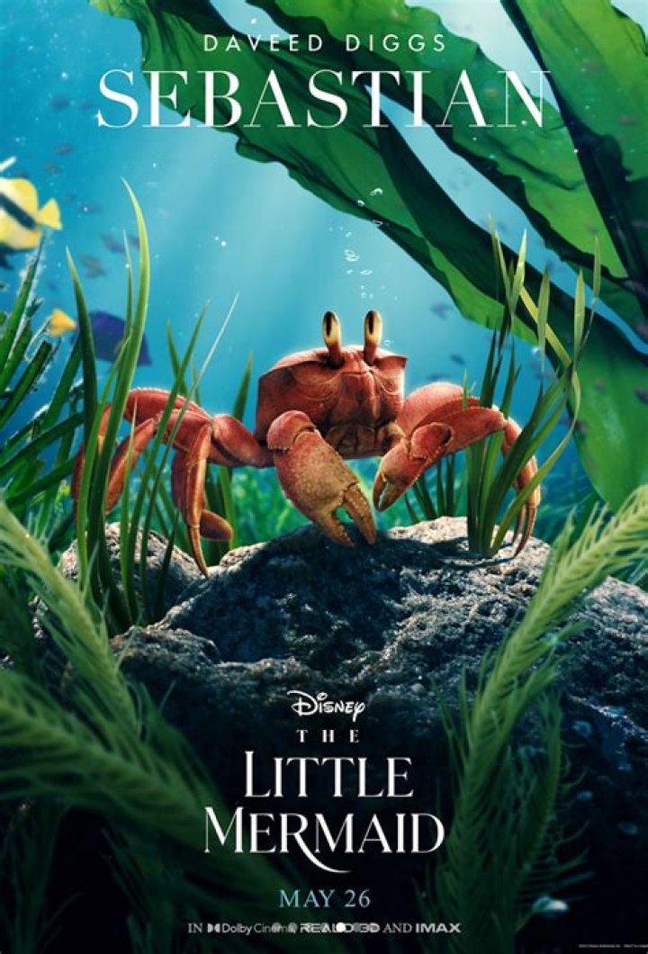 What kind of eel is in Little Mermaid? – Celebrity
