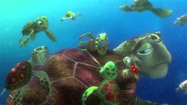What’s the baby turtle on Finding Nemo’s name? – Celebrity